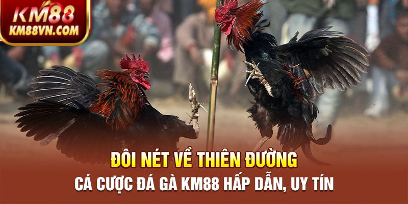 Đôi nét về thiên đường cá cược ĐÁ GÀ KM88 hấp dẫn, uy tín