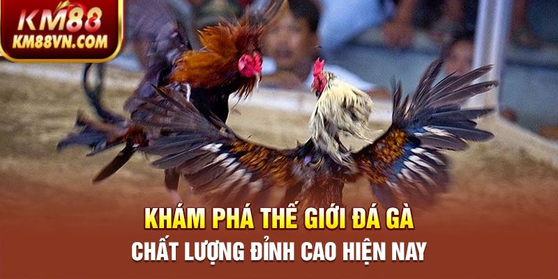 Khám phá thế giới đá gà chất lượng đỉnh cao hiện nay